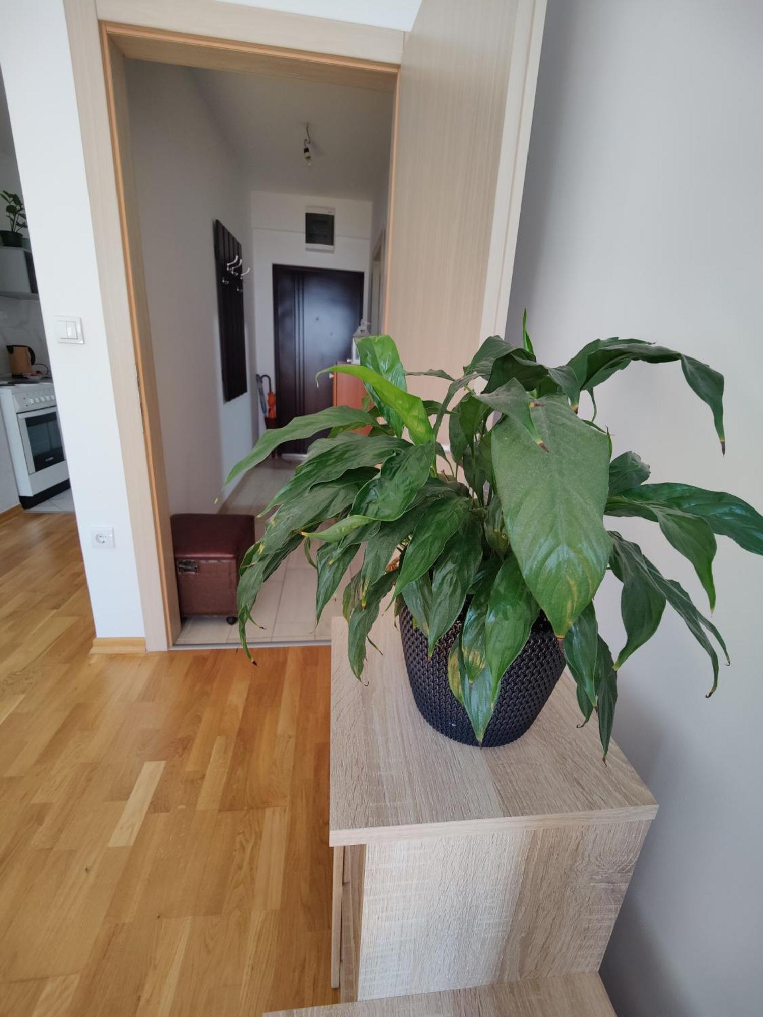 Apartman Aleksic Ni 外观 照片